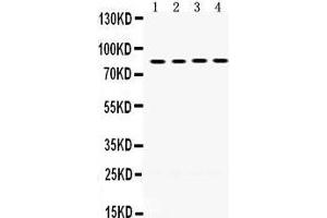 Western Blotting (WB) image for anti-P450 (Cytochrome) Oxidoreductase (POR) (AA 633-668), (C-Term) antibody (ABIN3043443) (POR 抗体  (C-Term))