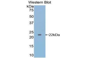 Western Blotting (WB) image for anti-Interleukin 17 (IL17) (AA 1-155) antibody (ABIN3209507) (IL-17 抗体  (AA 1-155))