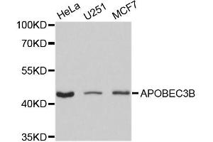 Western blot analysis of extracts of various cell lines, using APOBEC3B antibody (ABIN5995957) at 1/1000 dilution.