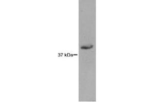 RAD51L3 detected in HEK293 lysates using a 1 : 1,000 dilution of RAD51L3 monoclonal antibody, clone 5B3/6 . (RAD51D 抗体)