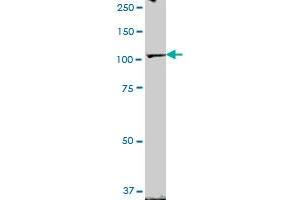ZHX2 MaxPab polyclonal antibody. (ZHX2 抗体  (AA 1-837))