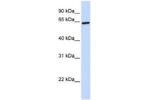ZNF280B antibody used at 0. (ZNF280B 抗体  (C-Term))