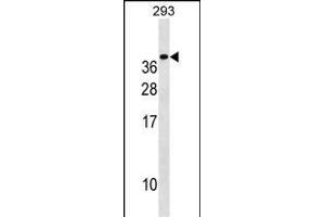 TREM1 Antibody (C-term) (ABIN1536761 and ABIN2850256) western blot analysis in 293 cell line lysates (35 μg/lane). (TREM1 抗体  (C-Term))