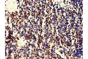 Immunohistochemistry of paraffin-embedded human spleen tissue using ABIN7169686 at dilution of 1:100 (STAT5B 抗体  (AA 40-280))