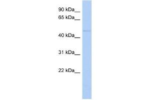 WB Suggested Anti-ZNF597 Antibody Titration:  0. (ZNF597 抗体  (Middle Region))