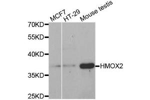 Western blot analysis of extracts of various cell lines, using HMOX2 antibody. (HMOX2 抗体)