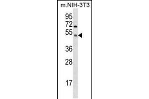 Western blot analysis in mouse NIH-3T3 cell line lysates (35ug/lane). (GSK3 alpha 抗体  (C-Term))