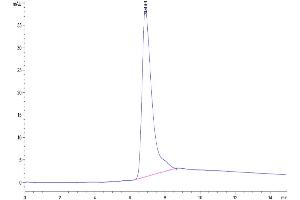 Size-exclusion chromatography-High Pressure Liquid Chromatography (SEC-HPLC) image for 5'-Nucleotidase, Ecto (CD73) (NT5E) (AA 27-547) protein (His tag) (ABIN7274221)
