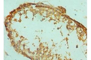 Immunohistochemistry of paraffin-embedded human testis tissue using ABIN7152531 at dilution of 1:100 (GFER 抗体  (AA 81-205))