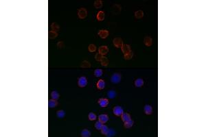 Immunofluorescence analysis of 293T cells using GPX1 antibody (ABIN3021455, ABIN3021456, ABIN3021457, ABIN1512957 and ABIN6215063) at dilution of 1:200. (Glutathione Peroxidase 1 抗体  (AA 50-203))