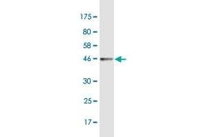 Western Blot detection against Immunogen (42 KDa) . (G Antigen 1 抗体  (AA 1-139))