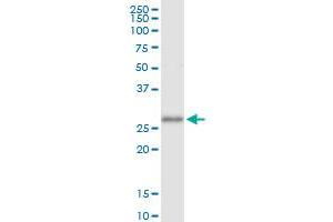Immunoprecipitation of EGFL7 transfected lysate using anti-EGFL7 MaxPab rabbit polyclonal antibody and Protein A Magnetic Bead , and immunoblotted with EGFL7 purified MaxPab mouse polyclonal antibody (B01P) . (EGFL7 抗体  (AA 1-273))