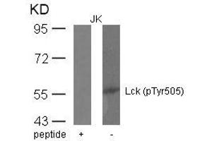 Western blot analysis of extracts from JK cells using Lck(phospho-Tyr505) Antibody and the same antibody preincubated with blocking peptide. (LCK 抗体  (pTyr505))