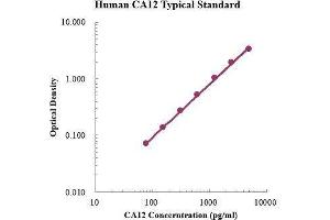 Carbonic Anhydrase 12 (CA12) ELISA Kit