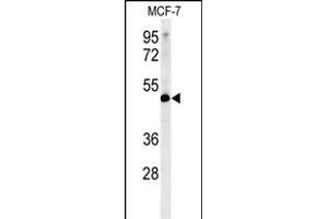 LSP1 Antibody (Center) (ABIN651634 and ABIN2840339) western blot analysis in MCF-7 cell line lysates (35 μg/lane). (LSP1 抗体  (AA 108-134))