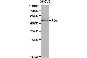 Western Blotting (WB) image for anti-c-Fos (c-Fos) (AA 211-380) antibody (ABIN3020748) (c-FOS 抗体  (AA 211-380))
