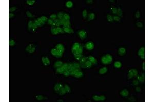 Immunofluorescent analysis of HepG2 cells using ABIN7144451 at dilution of 1:100 and Alexa Fluor 488-congugated AffiniPure Goat Anti-Rabbit IgG(H+L) (Apoptosis Inhibitor 5 抗体  (AA 396-524))