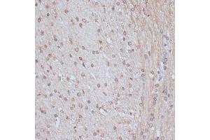 Immunohistochemistry of paraffin-embedded rat brain using SNW1 antibody (ABIN7270386) at dilution of 1:100 (40x lens). (SNW1 抗体  (AA 300-536))