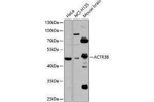 Western blot analysis of extracts of various cell lines, using B antibody  at 1:1000 dilution. (ACTR3B 抗体  (AA 189-418))