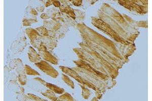 ABIN6274720 at 1/100 staining Mouse muscle tissue by IHC-P. (MRPS18C 抗体  (Internal Region))