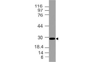 Image no. 1 for anti-Homeobox B4 (HOXB4) (AA 1-221) antibody (ABIN5027258) (HOXB4 抗体  (AA 1-221))
