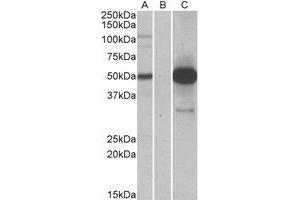 Western Blotting (WB) image for anti-COP9 Signalosome Complex Subunit 3 (COPS3) (Internal Region) antibody (ABIN2464510) (COPS3 抗体  (Internal Region))