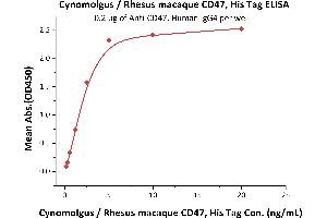 Immobilized A, Human IgG4 at 2 μg/mL (100 μL/well) can bind Cynomolgus / Rhesus macaque CD47, His Tag (ABIN5674615,ABIN6809986) with a linear range of 0. (CD47 Protein (CD47) (AA 19-141) (His tag))