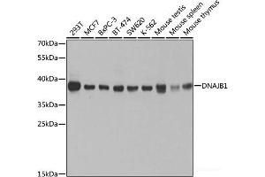 Western blot analysis of extracts of various cell lines using DNAJB1 Polyclonal Antibody at dilution of 1:1000. (DNAJB1 抗体)