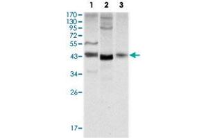 Western blot analysis using WNT1 monoclonal antibody, clone 10C8  against NIH/3T3 (1), 3T3L1 (2) and HeLa (3) cell lysate. (WNT1 抗体)