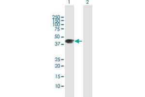 Western Blot analysis of WNT3A expression in transfected 293T cell line by WNT3A MaxPab polyclonal antibody. (WNT3A 抗体  (AA 1-385))