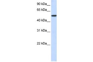 Western Blotting (WB) image for anti-Karyopherin alpha 3 (Importin alpha 4) (KPNA3) antibody (ABIN2459794) (KPNA3 抗体)
