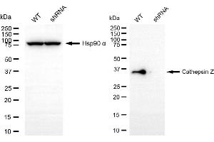 anti-Cathepsin Z (CTSZ) antibody