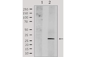 Western blot analysis of extracts from HepG2, using NDFIP1 Antibody.