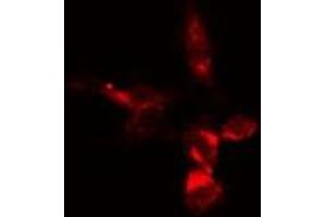 ABIN6279205 staining  293 cells by IF/ICC. (BCAS3 抗体  (Internal Region))