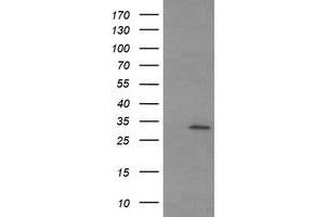 Image no. 1 for anti-Tryptase gamma 1 (TPSG1) (AA 20-283) antibody (ABIN1491163) (TPSG1 抗体  (AA 20-283))