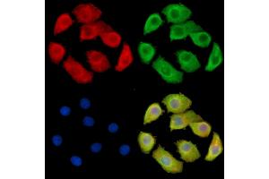 ABIN7095592 and ABIN7099654 staining Hela cells by IF/ICC.