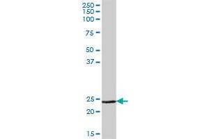 MSRA MaxPab polyclonal antibody. (MSRA 抗体  (AA 1-235))