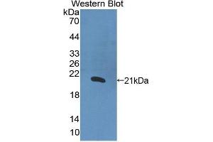 Western Blotting (WB) image for anti-Interleukin 1 alpha (IL1A) (AA 113-271) antibody (ABIN1172163) (IL1A 抗体  (AA 113-271))