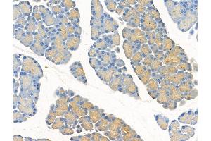 ABIN7094519 and ABIN7098568 at 1/100 staining Rat pancreatic tissue by IHC-P. (RPL26 抗体  (N-Term))