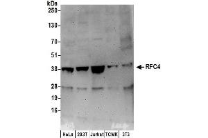 Western Blotting (WB) image for anti-Replication Factor C (Activator 1) 4, 37kDa (RFC4) (AA 300-350) antibody (ABIN7449277)