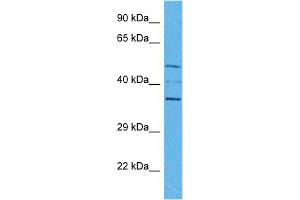 Host:  Rabbit  Target Name:  SPDEF  Sample Tissue:  Human HepG2 Whole Cell  Antibody Dilution:  1ug/ml (SPDEF/PSE 抗体  (Middle Region))
