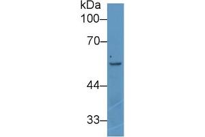 Western Blot; Sample: Human K562 cell lysate; Primary Ab: 1µg/ml Rabbit Anti-Rat ANGPT2 Antibody Second Ab: 0.