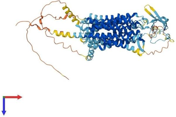 SLCO2B1 Protein (AA 1-709) (His tag)
