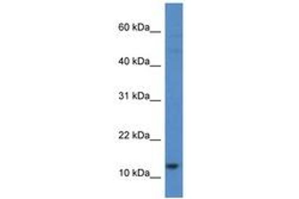 HIST1H2AH 抗体  (C-Term)