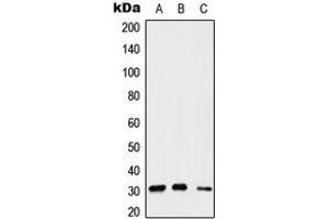 Western blot analysis of Gemin2 expression in A549 (A), Raw264. (SIP1 抗体  (Center))