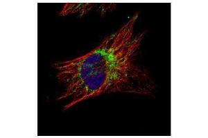 ICC/IF Image Confocal immunofluorescence analysis (Olympus FV10i) of methanol-fixed HeLa, using TID1, antibody (Green) at 1:500 dilution. (DNAJA3 抗体  (Center))