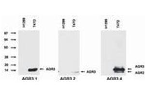 Western Blotting (WB) image for anti-Anterior Gradient 3 (AGR3) antibody (ABIN614769) (AGR3 抗体)