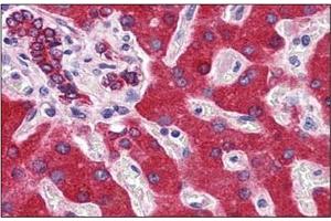 Immunohistochemistry (IHC) image for anti-Cytochrome b5 (CYTB5) (AA 1-135) antibody (ABIN951799) (Cytochrome b5 (CYTB5) (AA 1-135) 抗体)