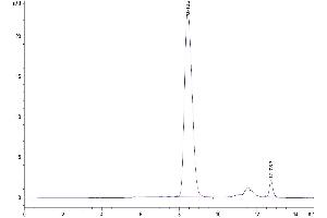 Size-exclusion chromatography-High Pressure Liquid Chromatography (SEC-HPLC) image for CD80 (CD80) (AA 35-242) protein (His-Avi Tag,Biotin) (ABIN7273894)