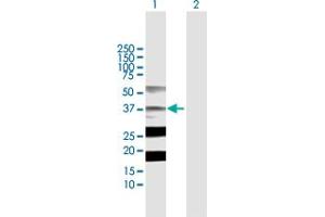 Western Blot analysis of STRADA expression in transfected 293T cell line by STRADA MaxPab polyclonal antibody. (STRADA 抗体  (AA 1-348))